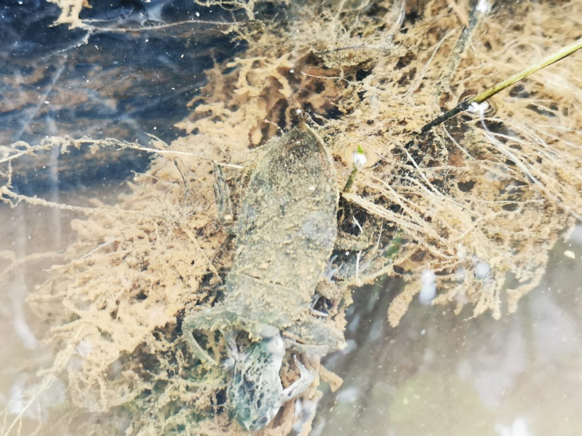 Giant Water Bug preys on frogs