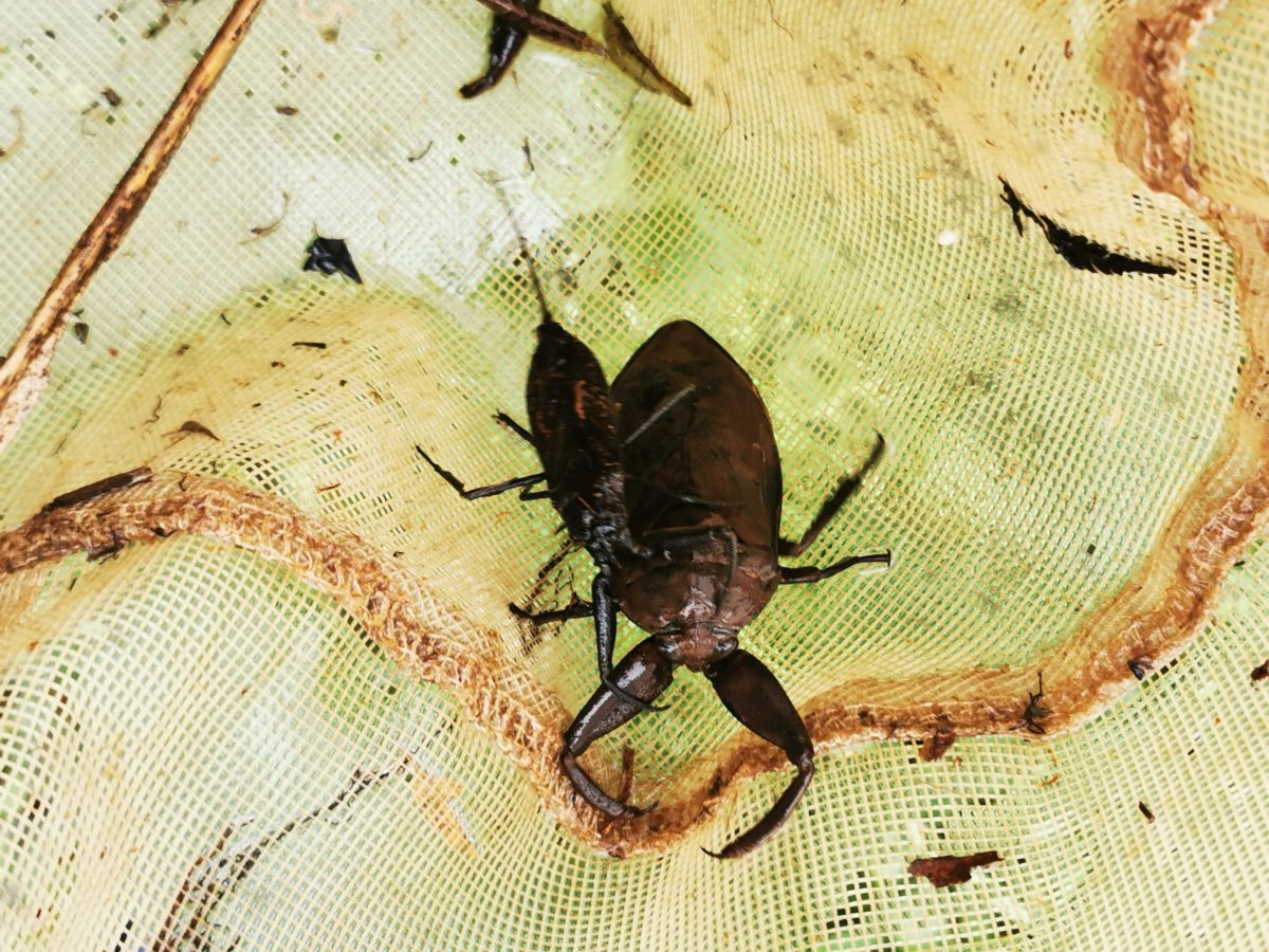 Water scorpion(Laccotrephes japonensis) and Giant Water Bug (Kirkaldyia deyrolli)