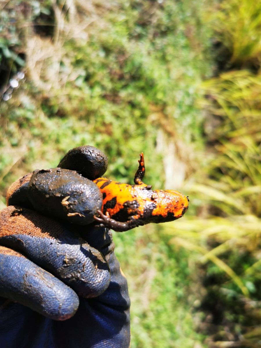 newt (Cynops pyrrhogaster)