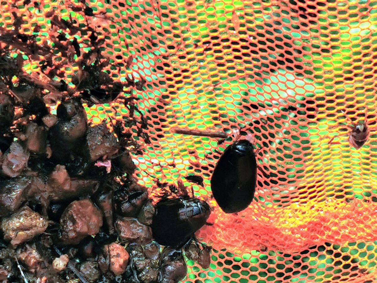 Diving beetle(Cybister brevis)