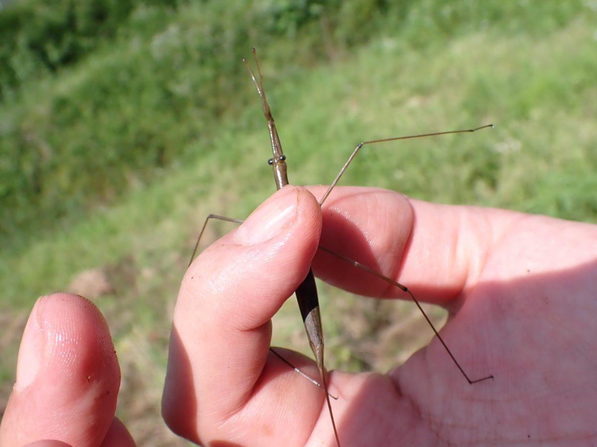 Ranatra chinensis