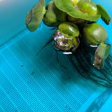 メダカ産卵水槽_20190421
