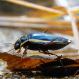 オウサマゲンゴロウモドキのオス