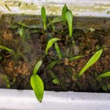 4/28時点のナガバオモダカ苗