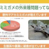 アカミミガメ