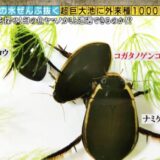 2020.10.18放送のテレ東「池の水ぜんぶ抜く大作戦」