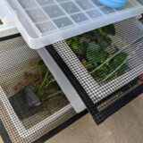 ゲンゴロウ屋外飼育環境