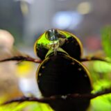 コガタノゲンゴロウの交尾 20190715撮影