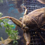 Giant Water Bug