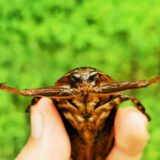 Wild Giant Water Bug